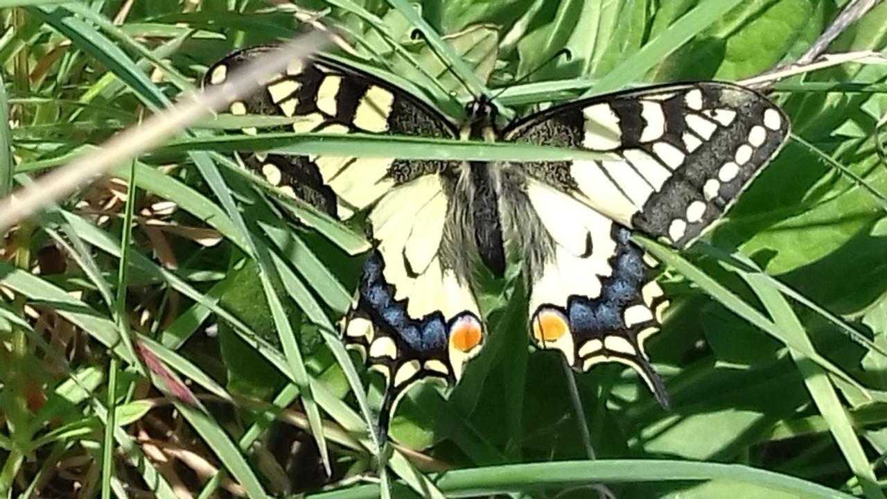 Les Papillons Villa Vrolle Bagian luar foto