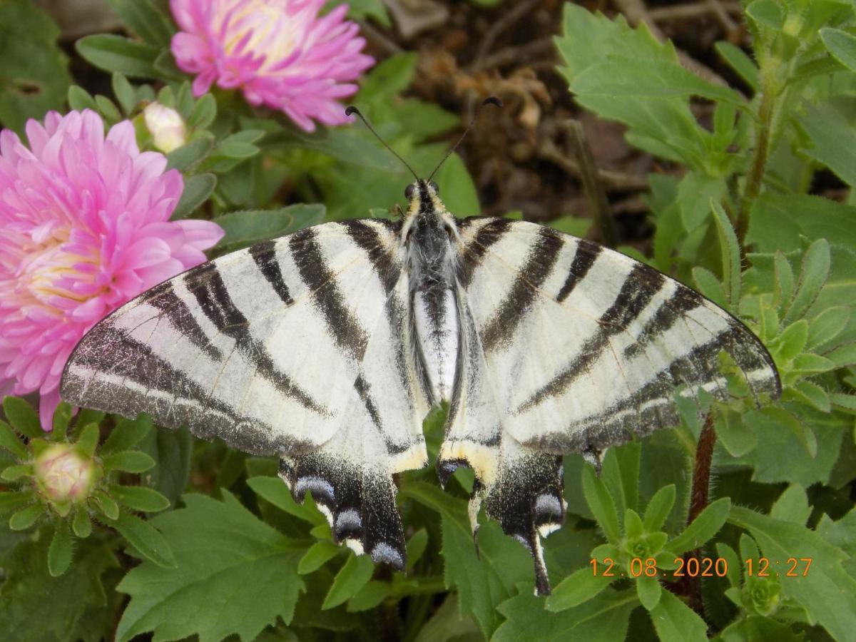 Les Papillons Villa Vrolle Bagian luar foto